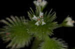 Canadian blacksnakeroot